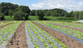 PAILLAGE SALADES