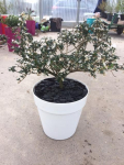 Pot Terrasse - 27 cm - Blanc - Carton