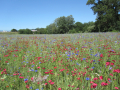 Jachère Fleurie Biodiversité