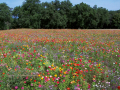 Jachère Fleuri Basse Douce France