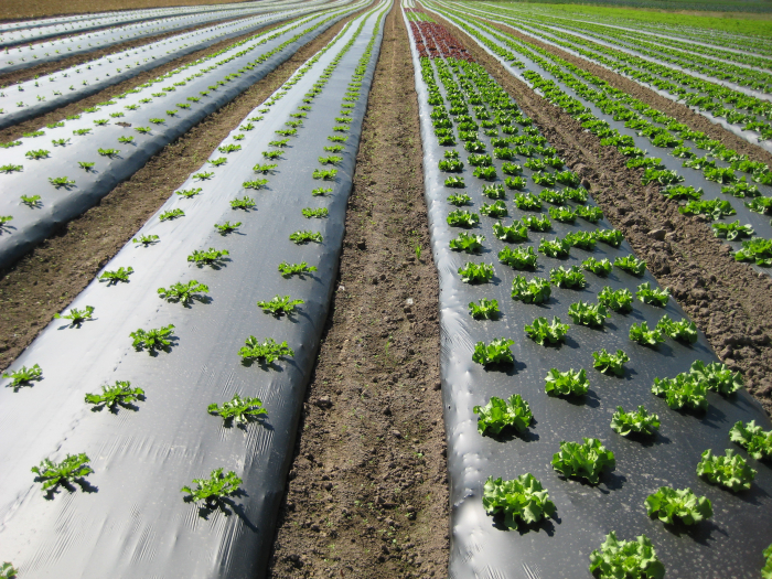 Paillage Biodégradable Techmat GEO - Hortibreiz