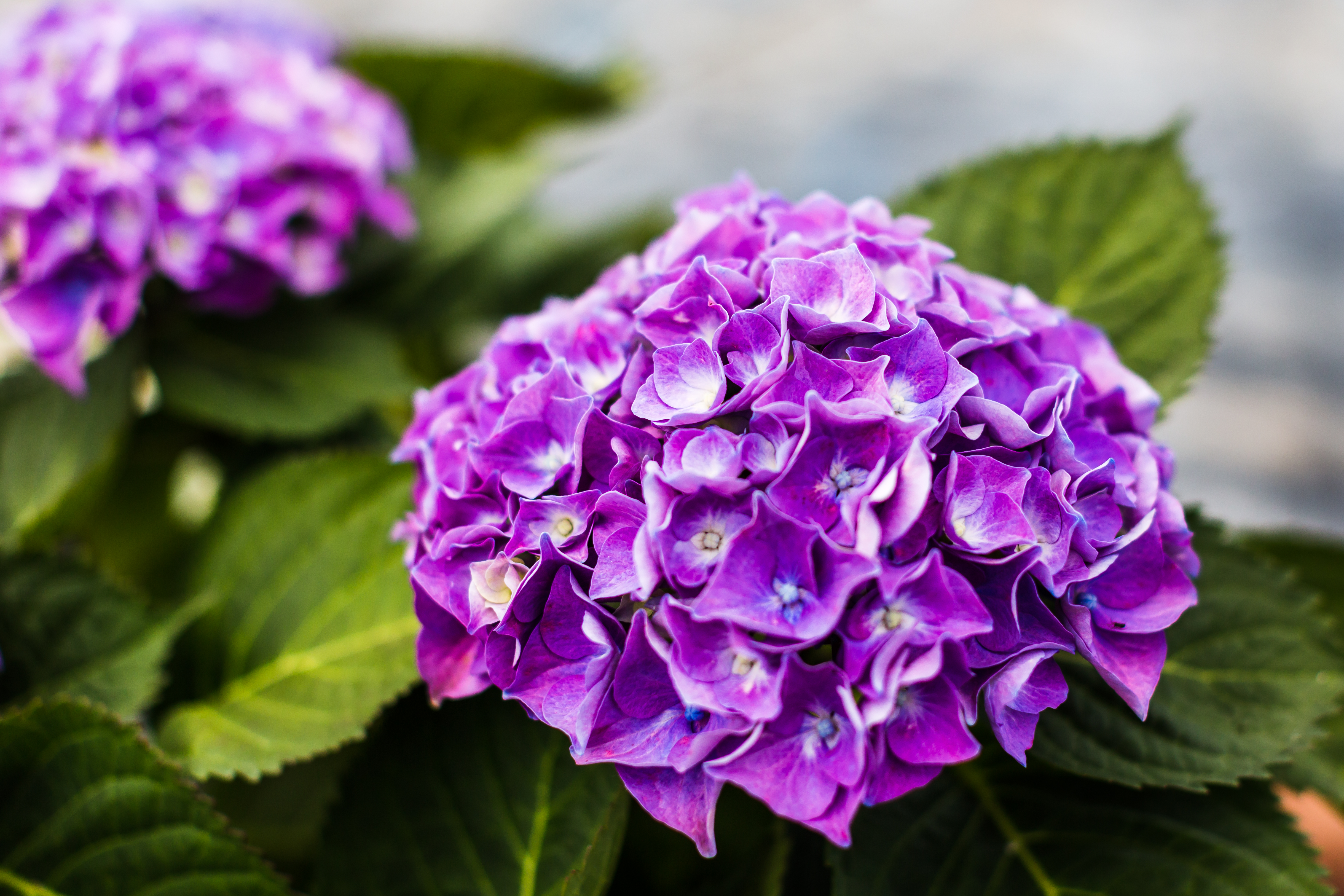 Horticulture